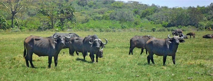 Friendly Bufallos at Arusha Park - game walk